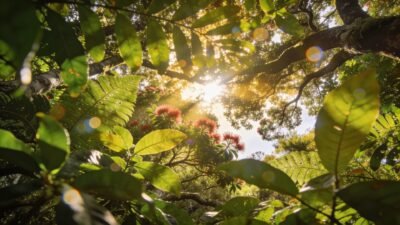 Arborist Auckland