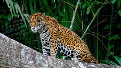 Stellar Cruise and Travel
